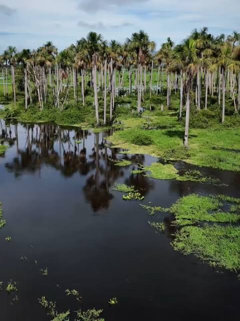 Vista aérea de floresta densa preservada
