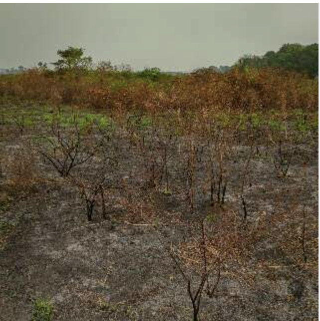 Vegetação seca de cerrado sob luz intensa, ilustrando o risco de queimadas no Sudoeste de Mato Grosso